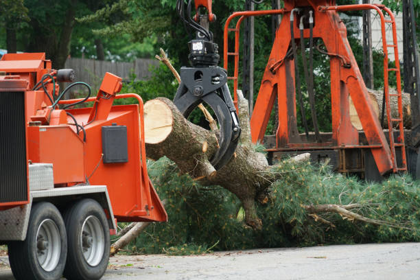 Tree and Shrub Care in Petersburg, VA