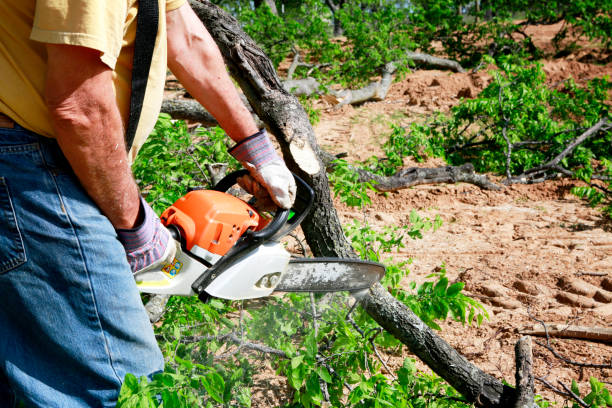 How Our Tree Care Process Works  in  Petersburg, VA